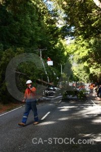 South island fallen vehicle new zealand tree.