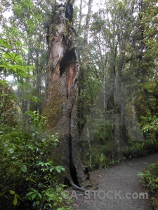 South island forest path purakaunui falls catlins.