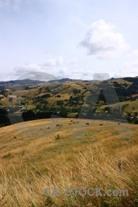 South island landscape bush new zealand grass.