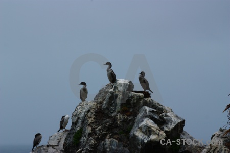 South island new zealand rock bird animal.