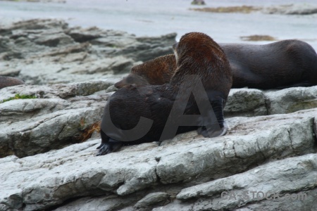 South island new zealand sea seal water.