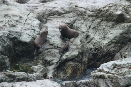 South island rock animal new zealand seal.