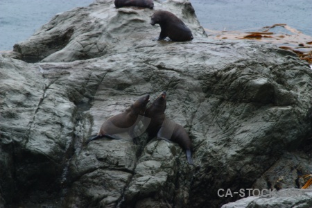 South island sea water seal rock.