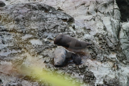 South island seal animal rock new zealand.