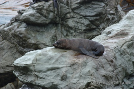 South island seal new zealand animal rock.
