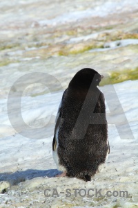 South pole adelie chick antarctic peninsula penguin.