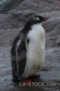 South pole animal goudier island antarctica port lockroy.