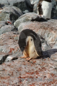 South pole antarctic peninsula antarctica animal feces.