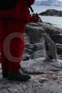 South pole antarctic peninsula antarctica cruise chick day 8.