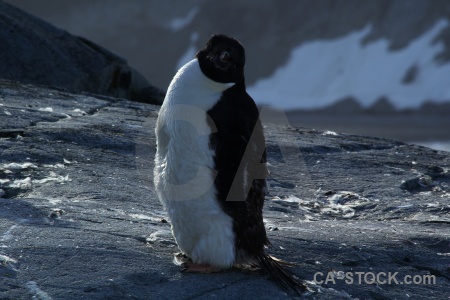 South pole antarctic peninsula day 8 penguin wilhelm archipelago.