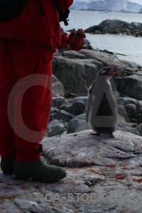 South pole antarctic peninsula leg chick penguin.