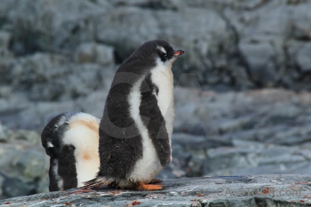 South pole antarctica cruise animal petermann island.