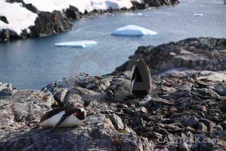 South pole antarctica cruise penguin antarctic peninsula petermann island.