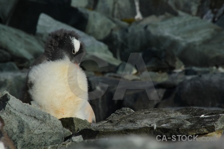 South pole gentoo petermann island antarctica animal.