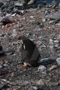 South pole penguin gentoo animal wilhelm archipelago.