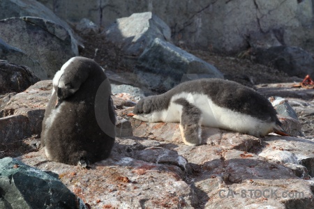 South pole petermann island penguin gentoo wilhelm archipelago.