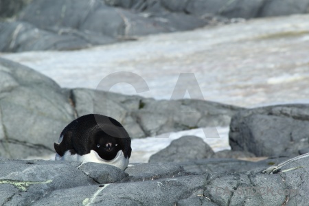 South pole snow antarctic peninsula penguin wilhelm archipelago.