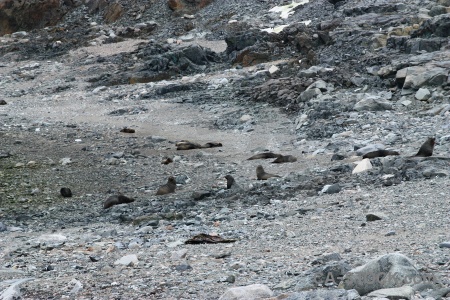 South pole square bay rock stone fur seal.