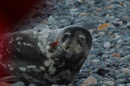 South pole stone seal day 5 antarctic peninsula.