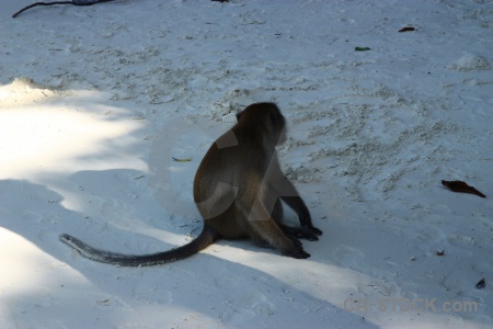 Southeast asia phi island monkey beach tropical animal.