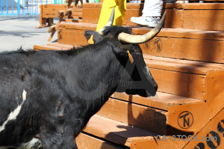 Spain animal javea bull running person.