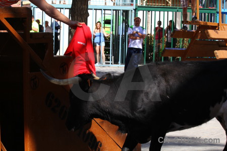 Spain black javea bull animal.