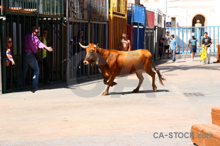Spain bull javea orange white.