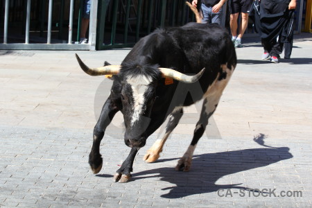 Spain bull running horn animal europe.