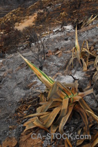 Spain burnt ash europe montgo fire.