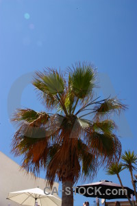Spain europe palm tree javea.