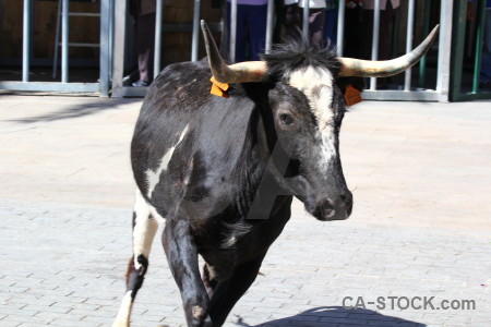 Spain horn person white bull.