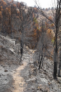 Spain javea ash tree path.