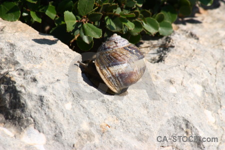 Spain rock snail europe shell.