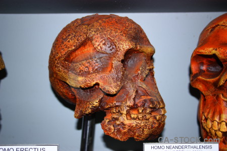 Spain skull benidoleig europe javea.