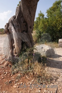 Spain trunk tree javea europe.