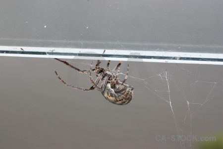 Spider insect gray animal.
