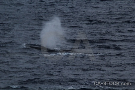Spray animal water whale sea.