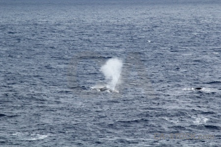 Spray drake passage water whale day 4.