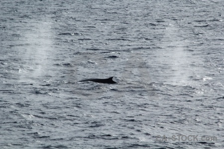 Spray water animal antarctica cruise whale.