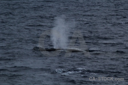 Spray whale day 4 drake passage animal.