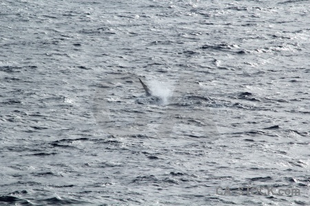 Spray whale sea antarctica cruise day 4.