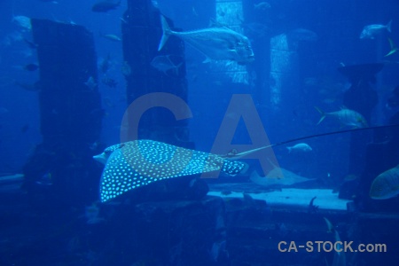 Stingray uae fish underwater animal.