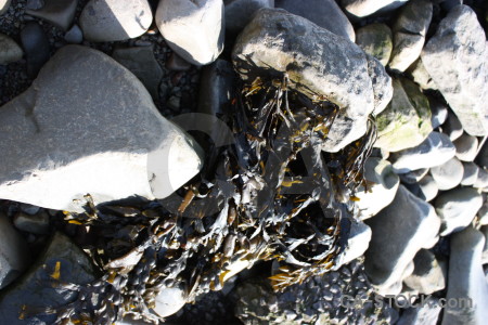Stone object seaweed rock white.
