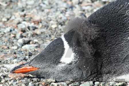 Stone penguin antarctica cruise south pole animal.