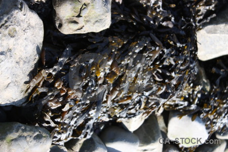 Stone rock object seaweed white.