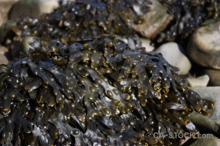 Stone seaweed.