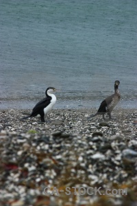 Stone south island bird animal new zealand.