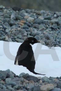 Stone south pole day 5 animal antarctic peninsula.