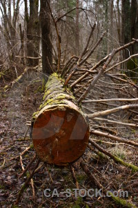 Stump tree.