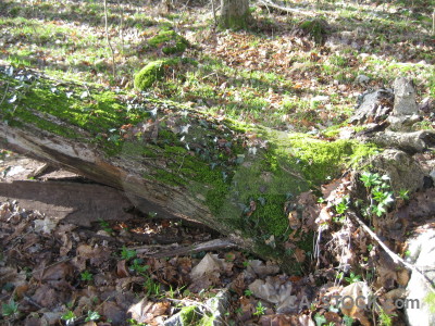 Stump tree green.